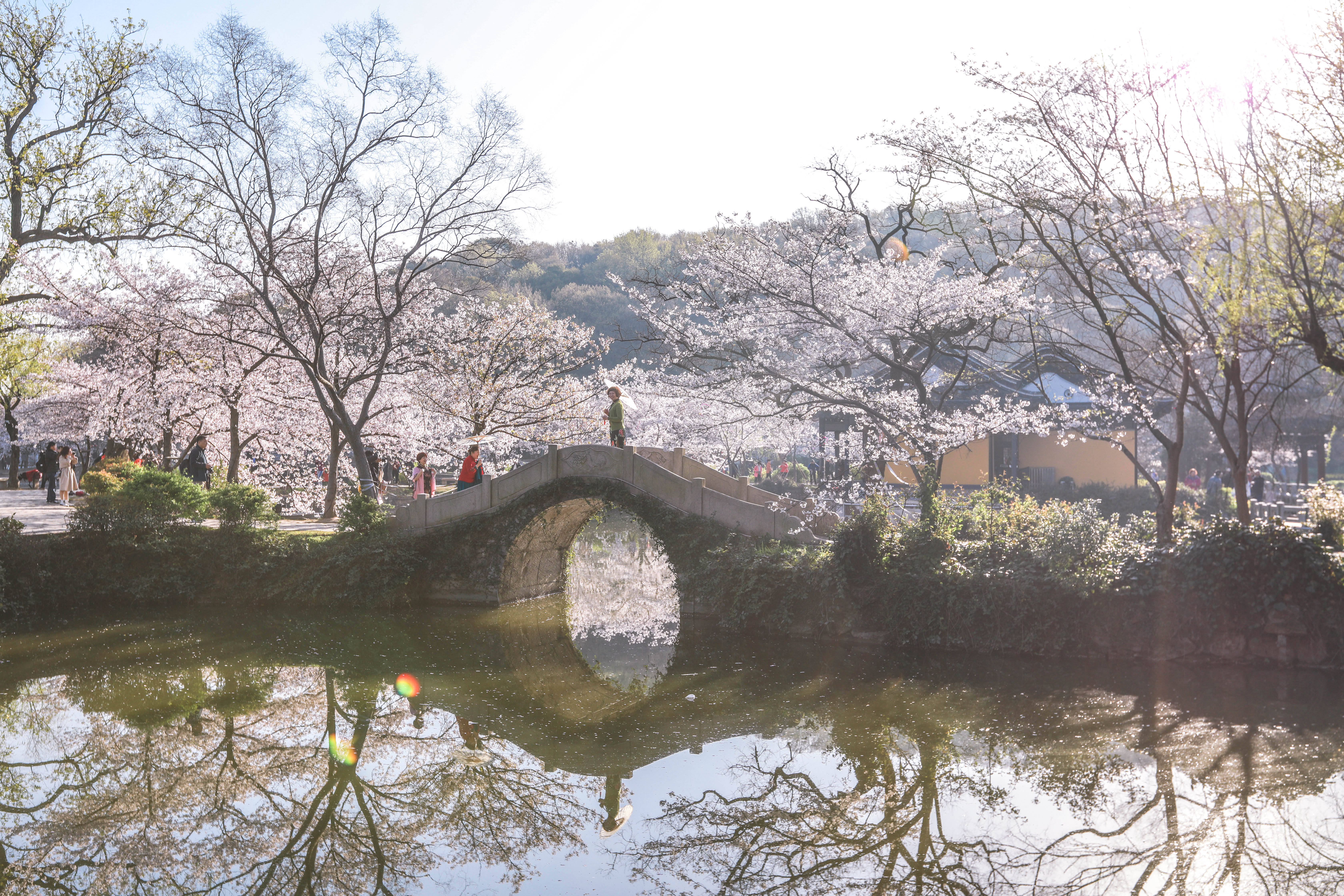 3月来无锡鼋头渚，是“世界三大赏樱胜地”之一，进入了盛花期