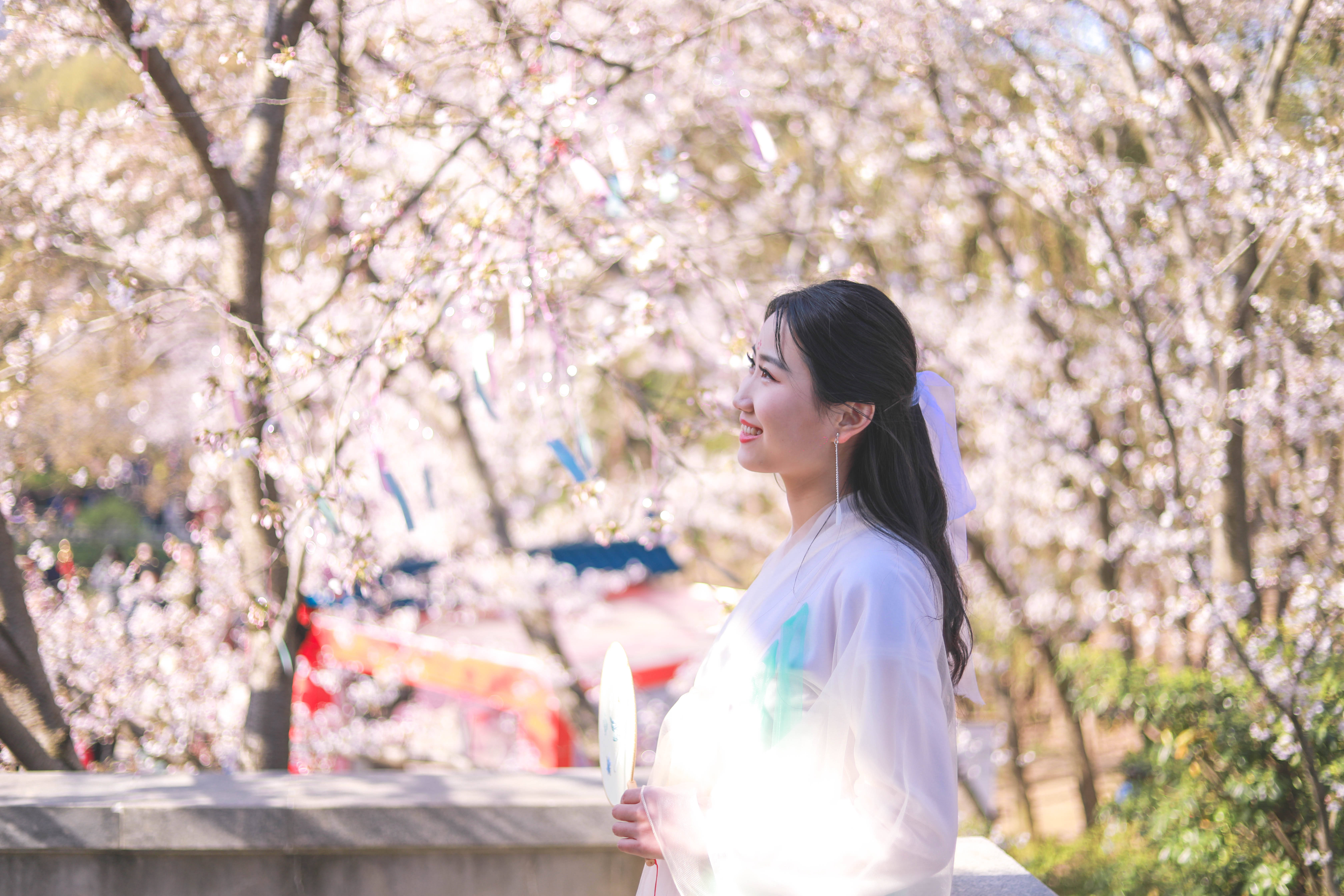 3月来无锡鼋头渚，是“世界三大赏樱胜地”之一，进入了盛花期
