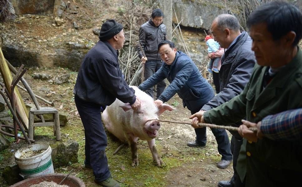 门技术活,所以杀年猪的时候,都要邀请他们来,完成了之后请客吃年猪肉