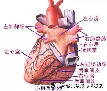 心房血管分佈-血液循環系統精華彩圖_心臟