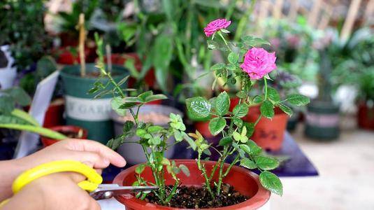 老花农的养花秘诀 家庭养月季花 简单修剪 花苞一茬接一茬 芽眼