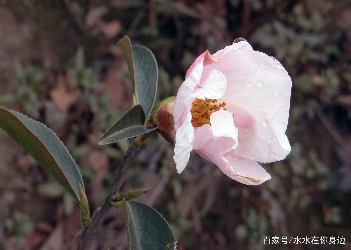 3月下旬 桃运旺盛 遇见良缘 三大星座 爱意升起 相伴余生 爱情