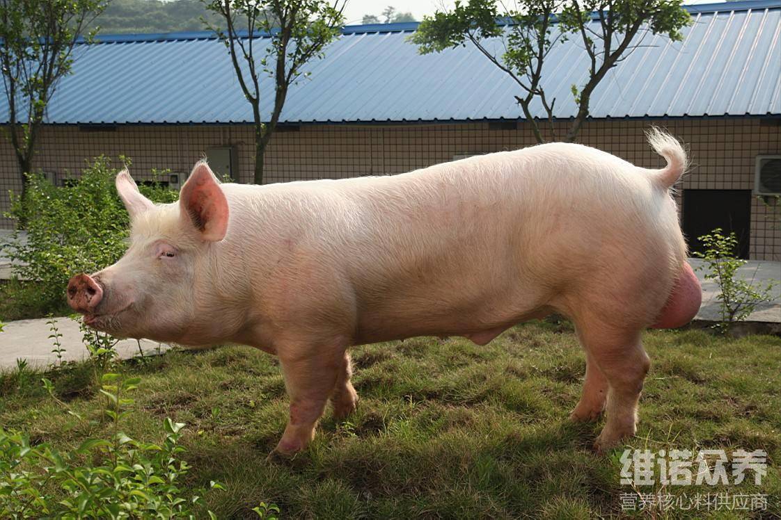 上海祥欣种猪场公猪图片