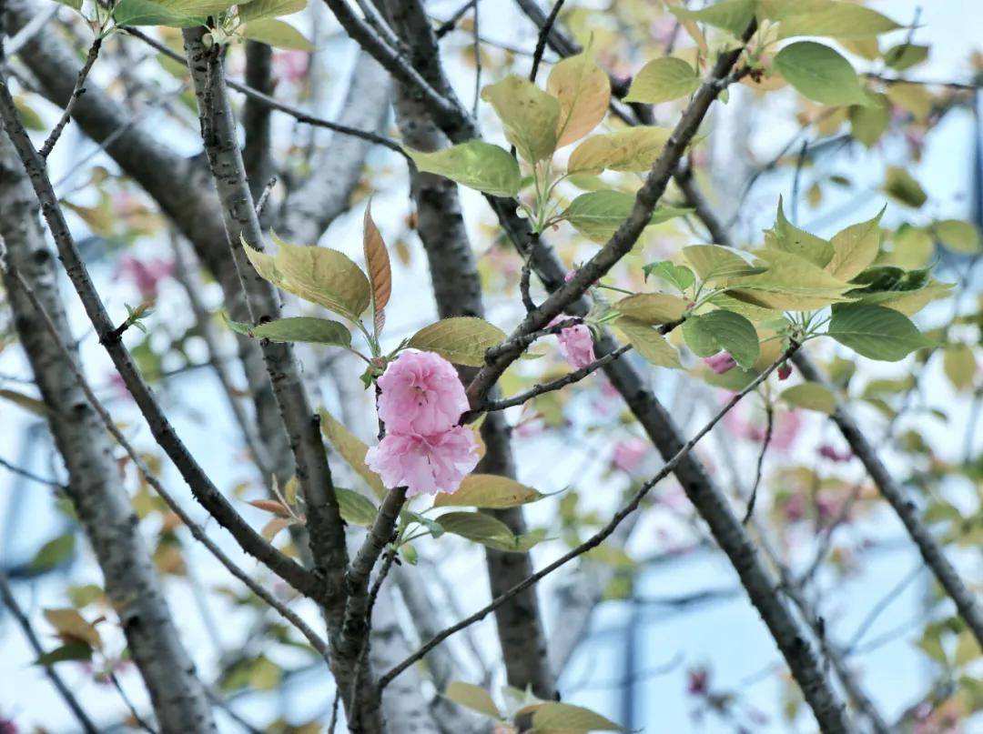 京都的“樱花温泉”来四川啦！！！