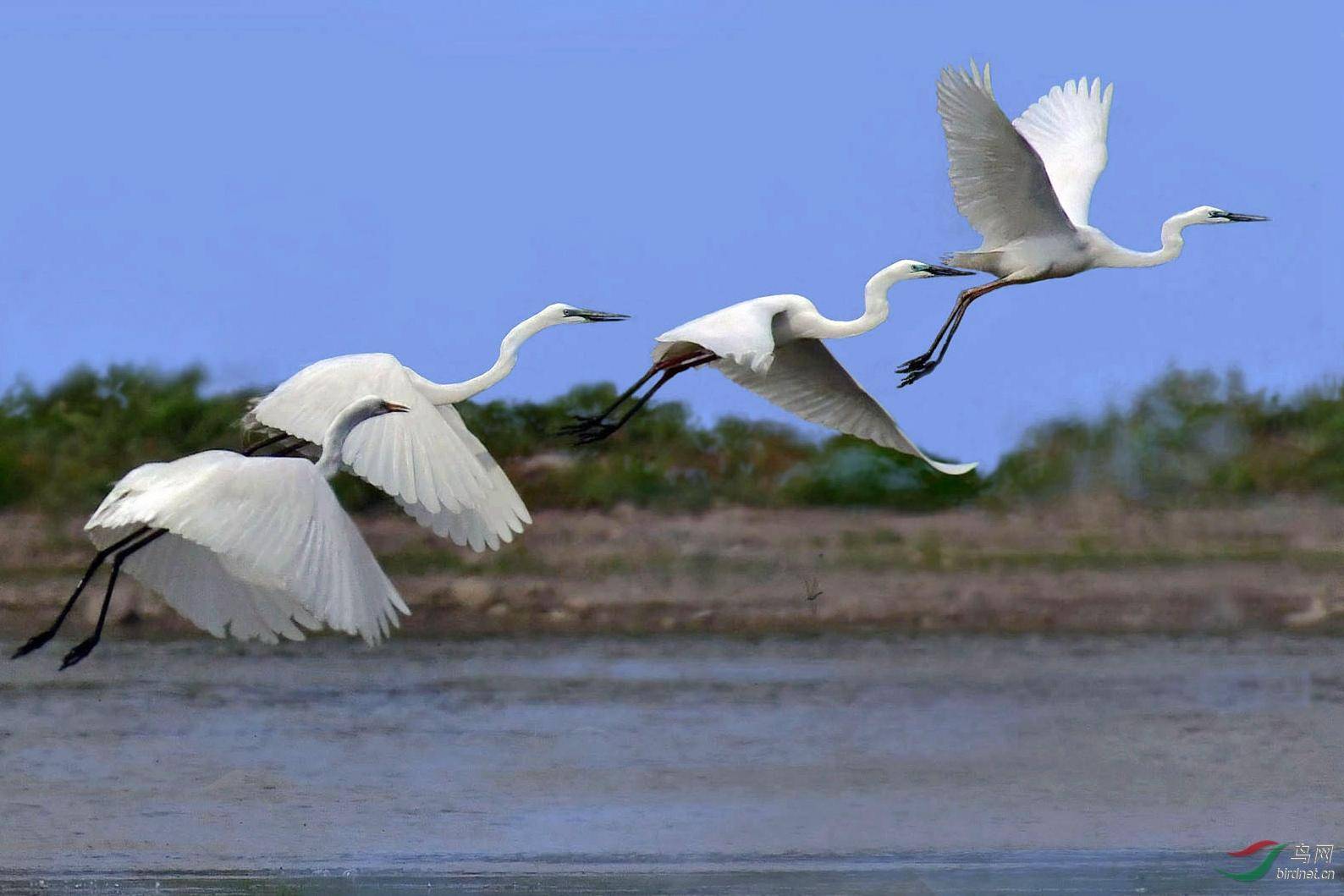 "上青天"那"一行白鹭"踪迹考_巩义