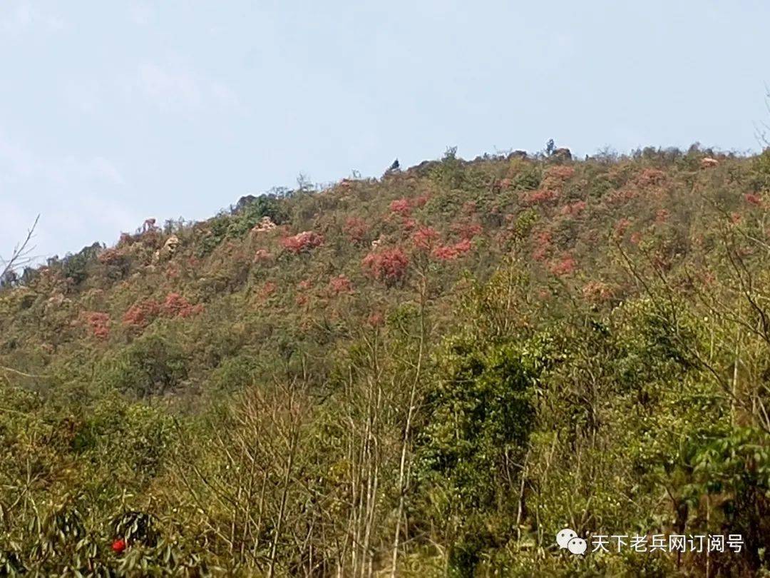 楠木坪隶属于麻栗坡县下金厂乡的中寨村,是中寨村最小的村小组,也是中