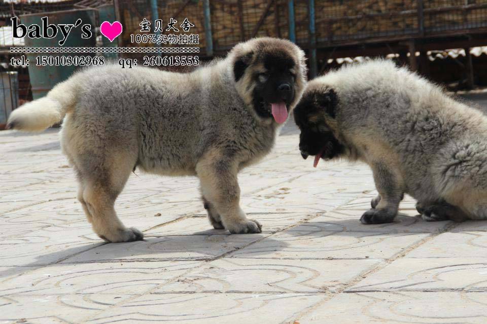 北京哪里卖纯种高加索幼犬纯种高加索多少钱一只