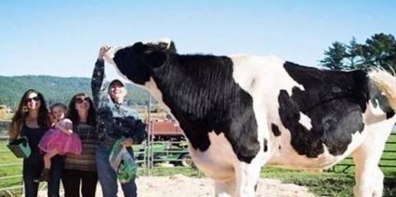 世界上最大的牛 站在牛群里像一座小山 吸引游客争相参观 短裤