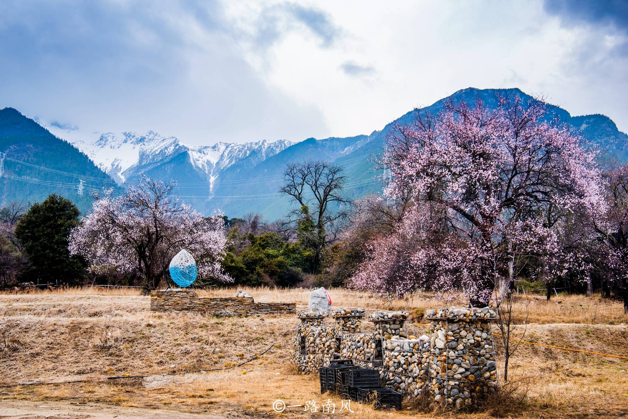 林芝桃花节一房难求,波密桃花沟成颜值担当,雪山作背景世界罕见