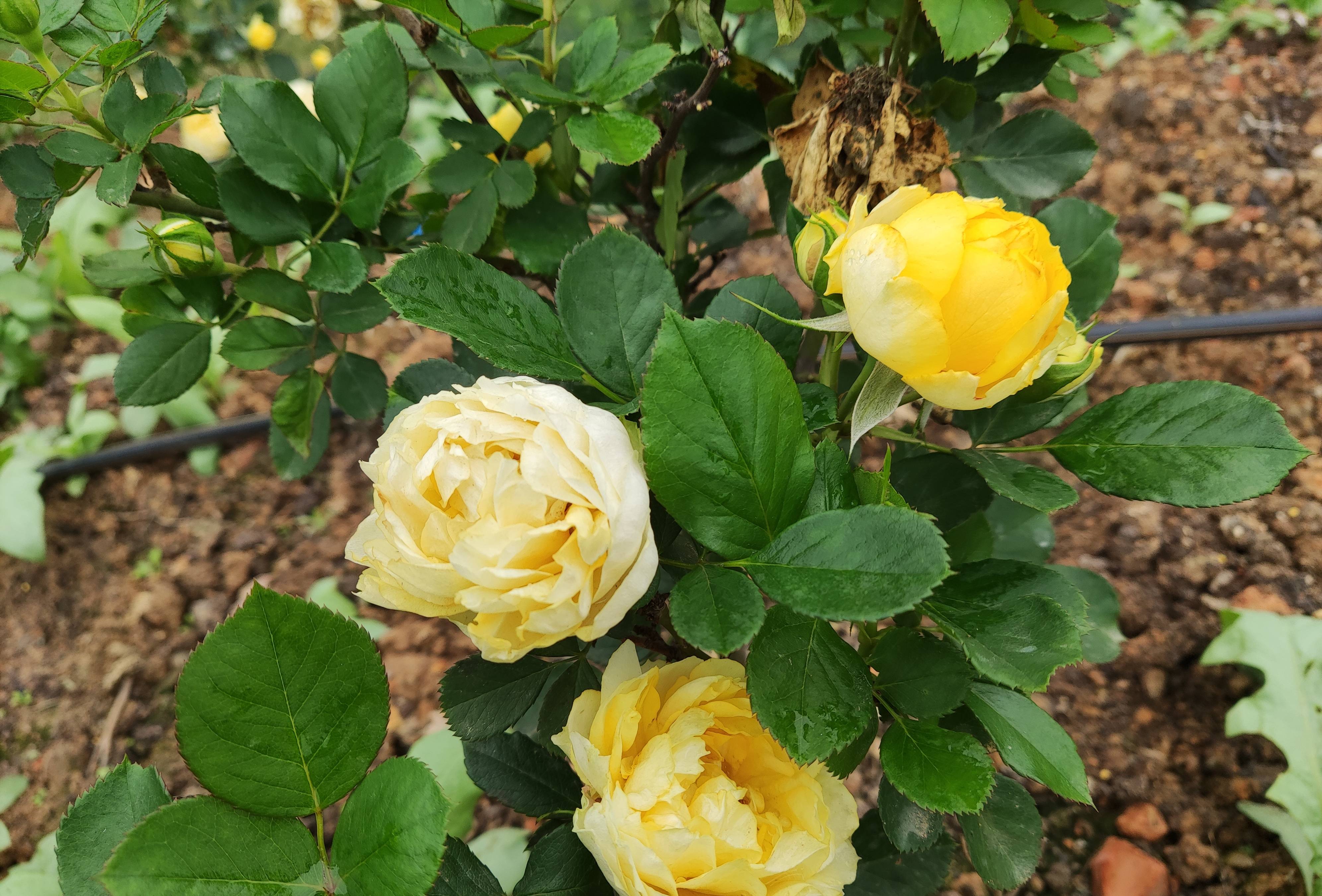 好看的花花壁纸图片