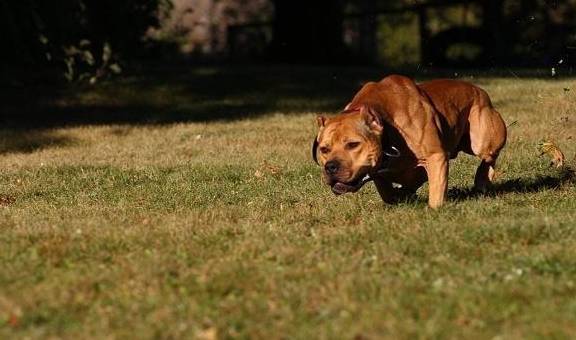 十大恶犬排名_十大恶犬排名介绍图(2)