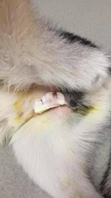 主人給哈士奇做絕育，其實都是為了你好！ 萌趣萌寵 第3张