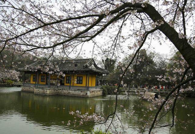 不输日本，我国最美的5个赏樱胜地，其中一个是全球最大的樱花基地