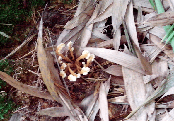 竹林中的"虫草",1半是虫1半是花,1斤300元,每年不少人去寻找_金蝉花