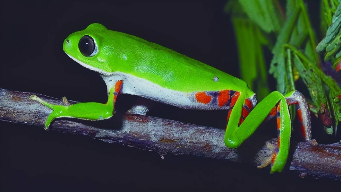 蛇是无脊椎的爬行动物 01bbd486cf88449392351c32d91c7f02.jpeg