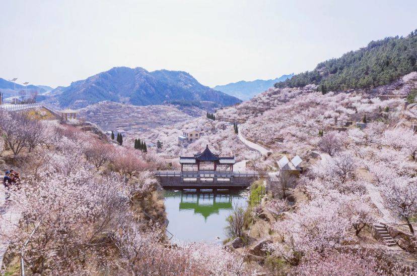 春天赏花胜地，青岛这片樱花谷，邂逅最浪漫的粉白色