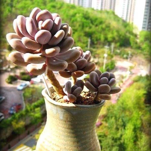 多肉植物怎么养成老桩室内 3ec59bf133b04a70aadf5815d314a68e.jpeg