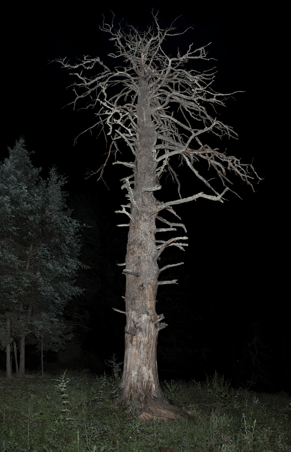 当代艺术家李季的大型摄影展树呈现36幅极具自然之力的作品