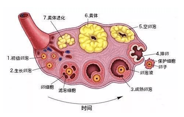卵泡的生长速度怎么样才是正常的