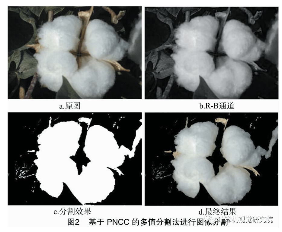 真的有天然的彩色棉花吗 cdc835b885c84c8eab139cc03451664d.png