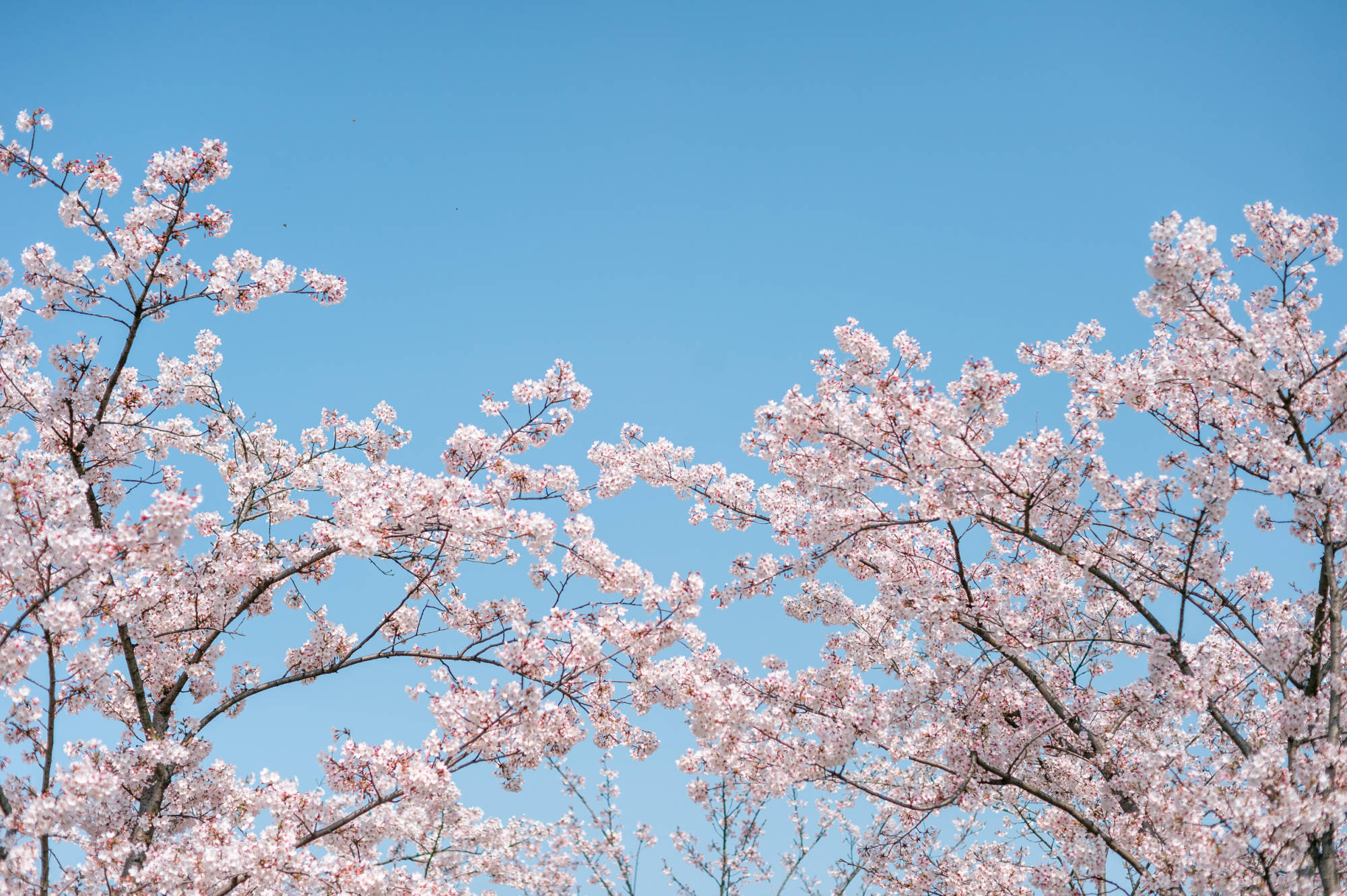 春季去无锡旅游，最不能错过的一个地方，樱花烂漫正当时