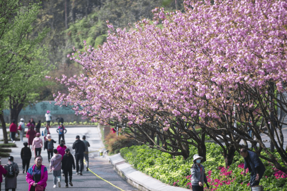 贵安的樱花谢了，你莫哭！亚洲超级大盘阿哈湖公园继续赏花欢歌