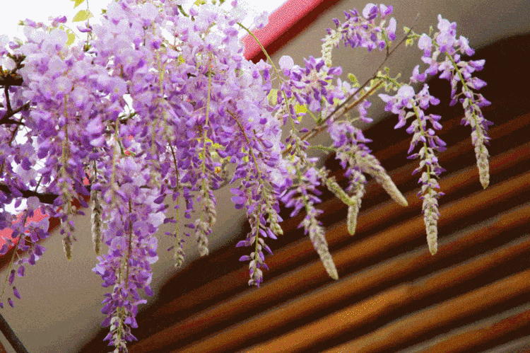 开了！4月中旬嘉定紫藤公园的紫藤将进入盛花期