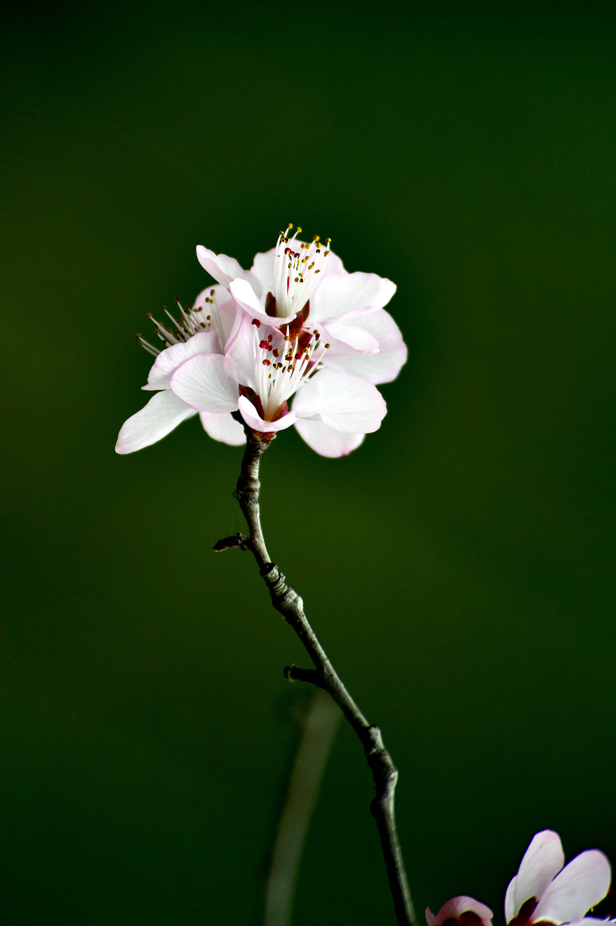 桃花盛开的时光一花盛芬芳
