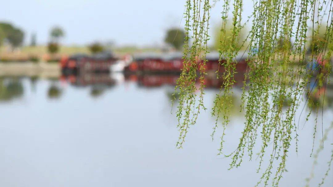 【春游江淮请您来】看一场西湖湿地姹紫嫣红的花事，染一身盎然春意！