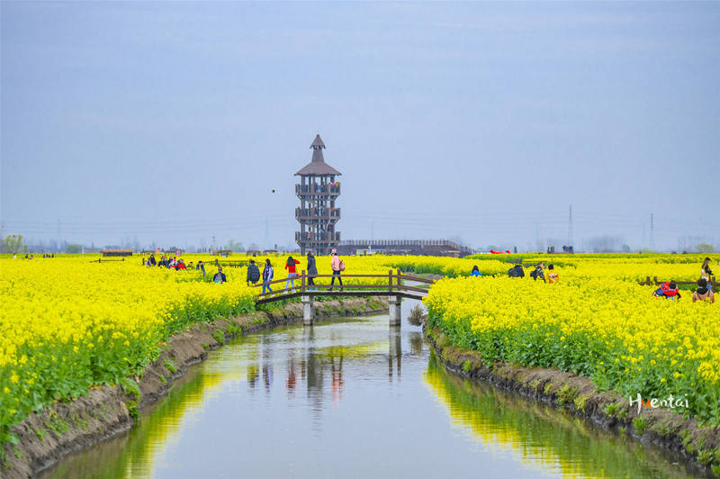 興化的千垛油菜花海景臺的視野還不錯