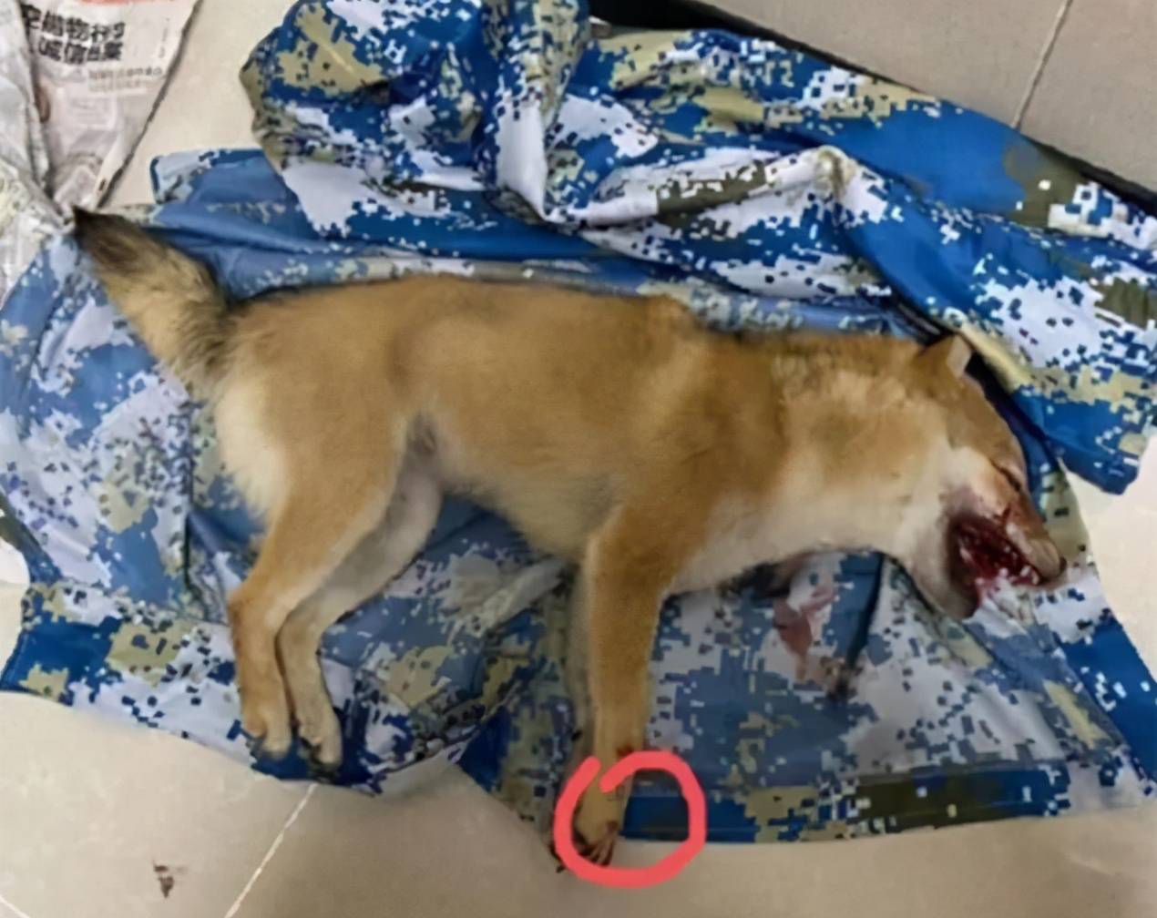 原创被虐待的小柴犬找回来了丢失的善良还能找回吗