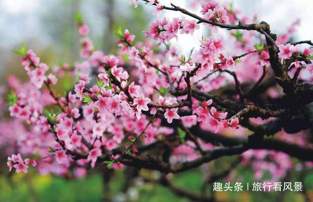 最美人间四月天，北京4个赏花好去处，全部免费