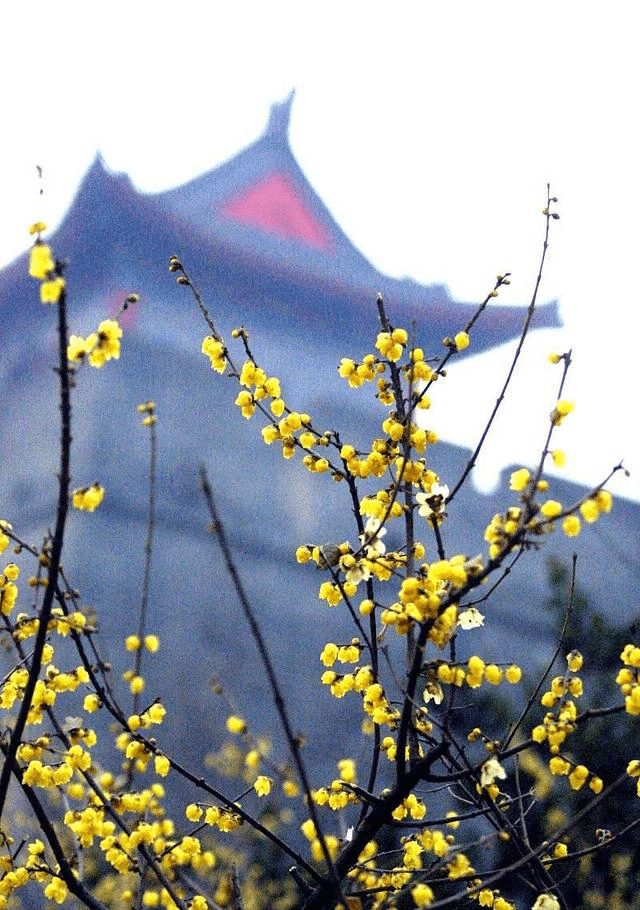 斗寒傲雪的腊梅是梅类吗 花期花香虽和梅相似 却非同类 梅花