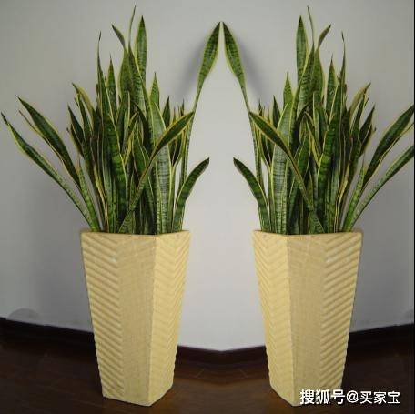 冬季辦公室擺什麼植物好?9種植物陪你過完冬天!