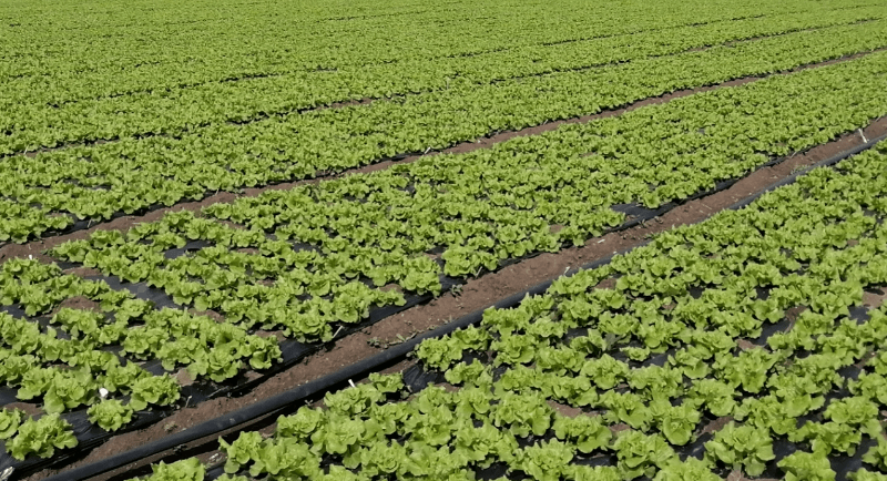 种小麦使用菌肥好不好