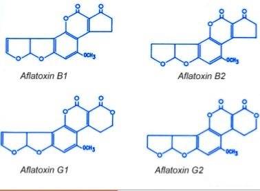 真菌毒素检测技术——黄曲霉毒素b1篇|微测生物