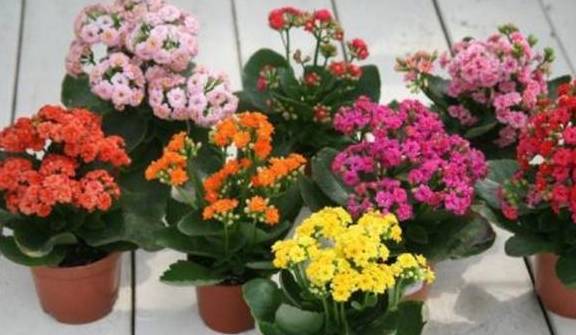 现在可以种花么 7e7906b2a24a456eb22286670ceb6561.jpeg