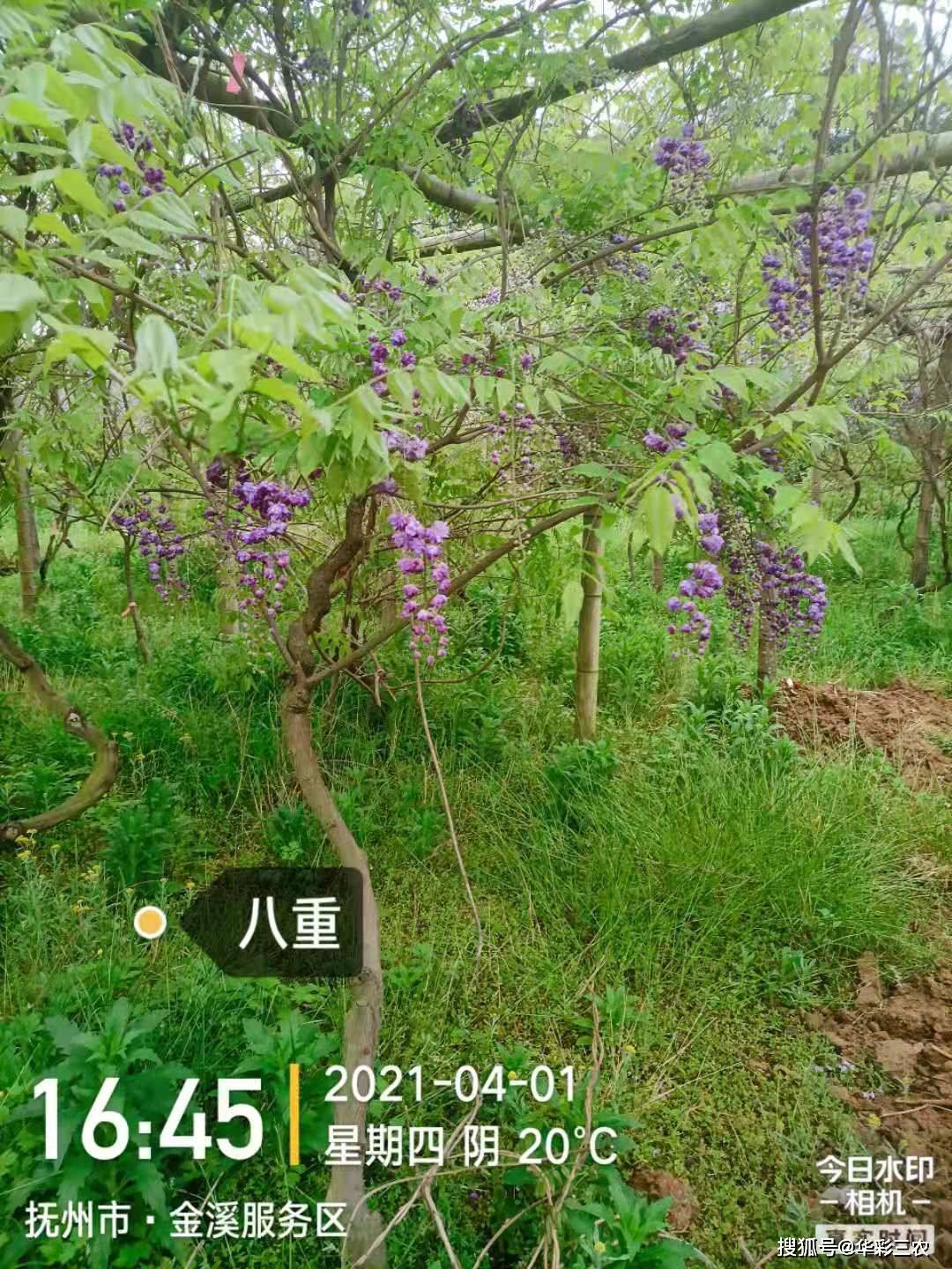 日本紫藤八重黑龙实拍