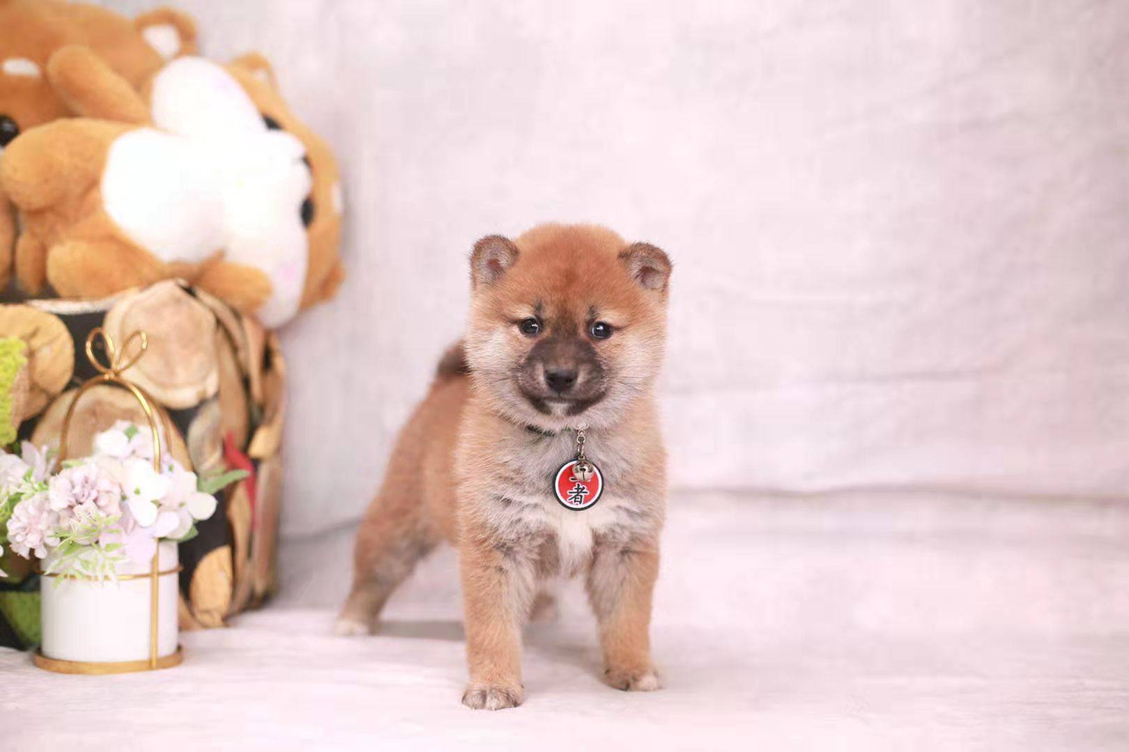 夏天出生的柴犬有体味 不能买是真的吗 小狗