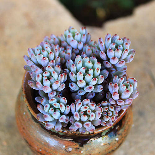 这些多肉自带香味,造型小巧可爱,养一盆满屋香,你养了几种?_植物