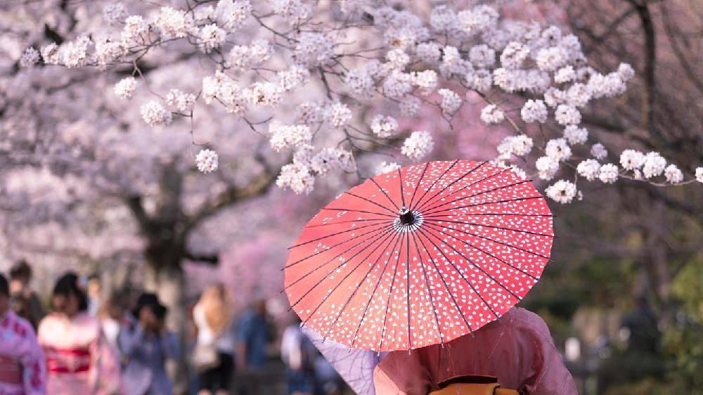 老师故乡的樱花开了日语怎么说