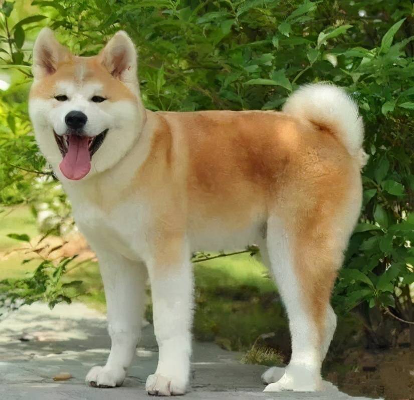 很多不良奸商都喜欢拿串串狗或者品相不好的田园犬,来冒充柴犬,秋田犬