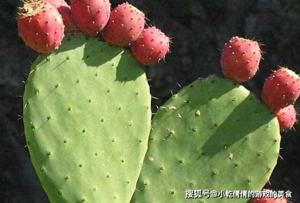 人可以吃仙人球吗 1e9ed6e2fda441958cbae122e26d904f.jpeg