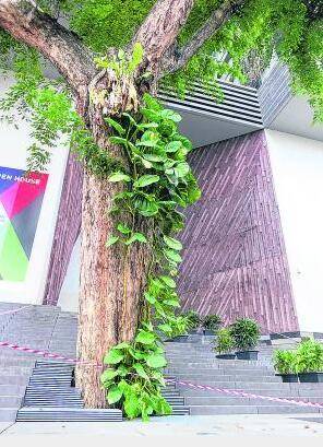 新加坡，全球著名的花园城市，探访承载着新加坡人集体回忆的那些树木
