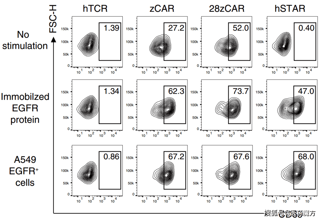 在无抗原的条件下,star不会触发强直信号传导(tonic signaling,抗原非