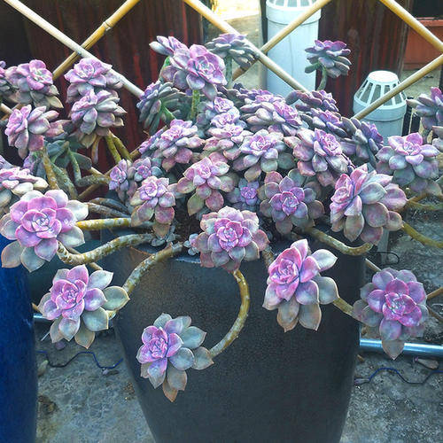 原创养多肉紫乐,了解掌握3个要点,上色美爆头快