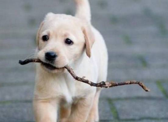 怎么挑选小狗是否健康 9d8de75a07c243f39b5961355743bbe2.jpeg