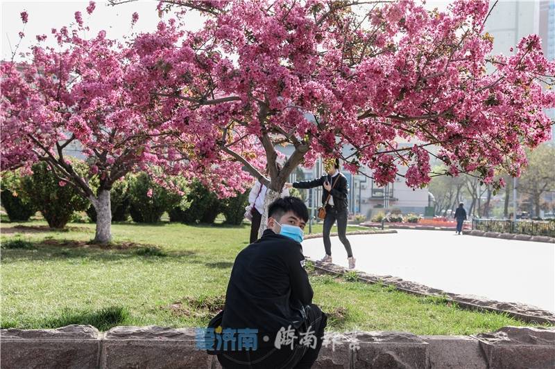 一棵海棠树里的济南：它们这样诉说新的春天
