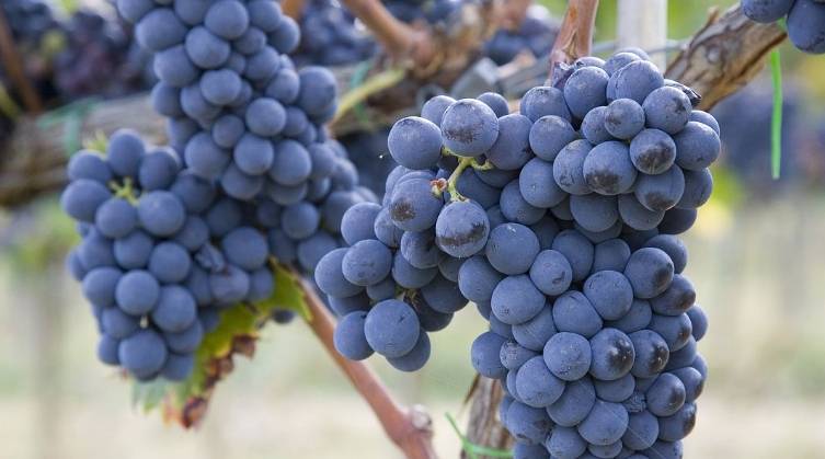 一般几个月的宝宝可以吃葡萄 3b377ec2443d423987388d8cf0456c56.jpeg