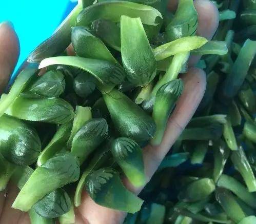 多肉叶插苗怎么养长得快 4e0fc2e049f3484c82ff2e0877a0adb0.jpeg